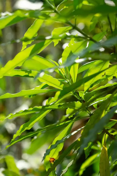stock image Medicinal plant local name in Munnar Kerala Analivagam Botanical name Pittosporum Tetraspermum