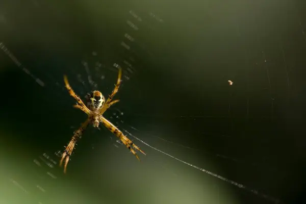 stock image Spider in orb web , Dudhwa National Park , Uttar Pradesh , India