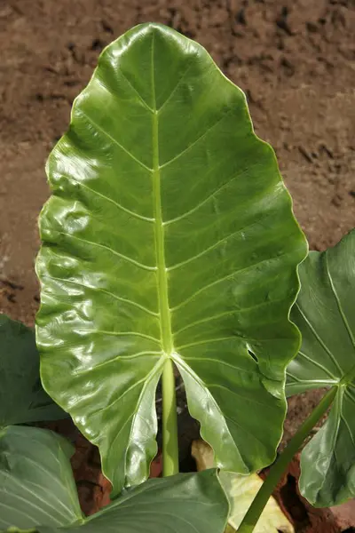 stock image Ayurvedic medicinal plant , Scientific name alocasia indica schott , English name alocasia macrorrhizos