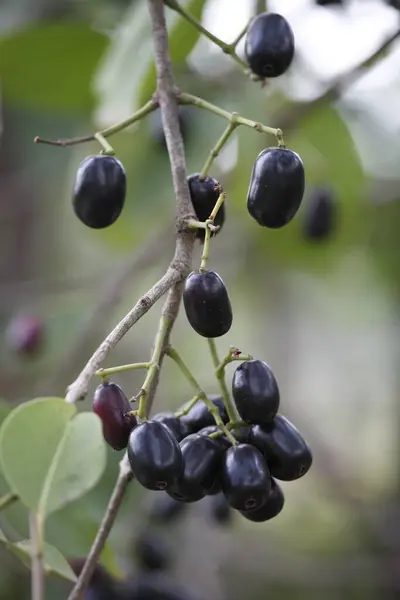 Stock image Jambul Jamun or Jamblang Syzygium cumini on branch of tree