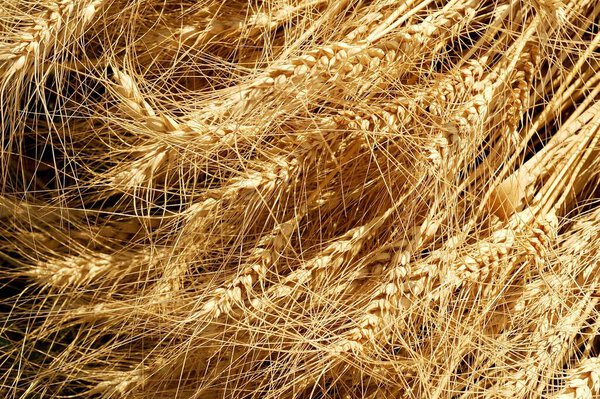 полный кадр, крупным планом изображение "Золотых колес", растущих в поле  