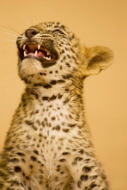 Büyük kedi yavrusu ya da genç leopar yavrusu Panthera pardus homurdanması, Ranthambore Ulusal Parkı, Rajasthan, Hindistan