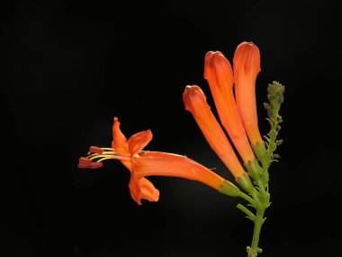 Siyah arka planda açan kırmızı çiçekler 