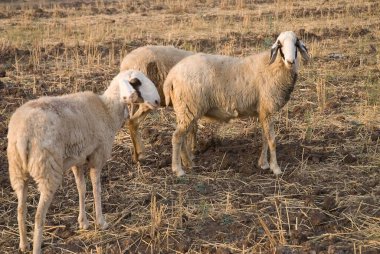 Koyun, Padhegaon, Ahmednagar Bölgesi, Maharashtra, Hindistan