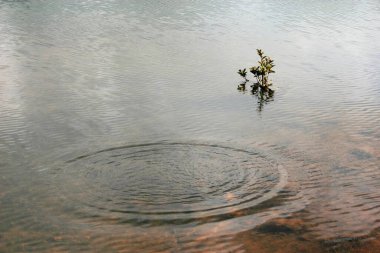 Small tender plant and big round ripple in Mulshi Lake , Pune , Maharashtra , India clipart