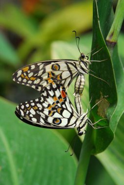 Lime Butterflies mating Butterflies park Bannerghatta in Bangalore at Karnataka India Asia  clipart