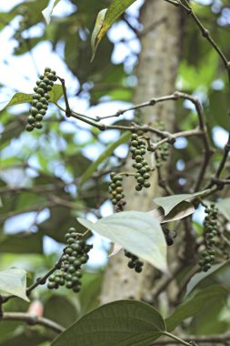 Baharatlar, yeşil biber kavalcısı nigrum, Thekkady Thekkadi, Dist Idukki, Kerala, Hindistan 