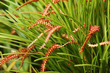 Dendrochilum Arachnites in green summer field clipart