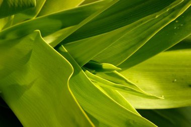 Yeşil yaprak deseni, doğal arkaplan 