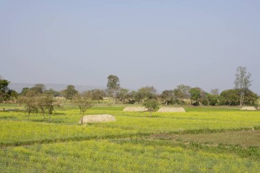 Hardal Sahası, Karnataka, Hindistan