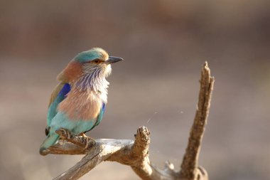 Kuş, Hint Roller Coracias benghalensis, Ranthambore Tiger Reserve Ulusal Parkı, Rajasthan, Hindistan