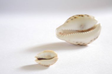 Konsept, beyaz arkaplandaki Kaudi kabuğu