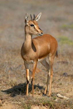 Chinkara Hint Antilobu Gazella Gazella, Nalia, Kutch, Gujarat, Hindistan