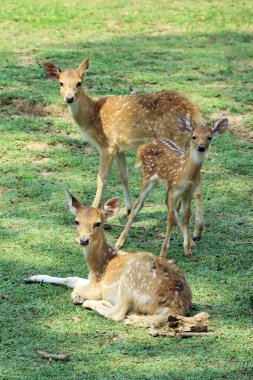 Guwahati hayvanat bahçesinde geyik ya da benekli geyik ve geyik Ekseni, Assam, Hindistan