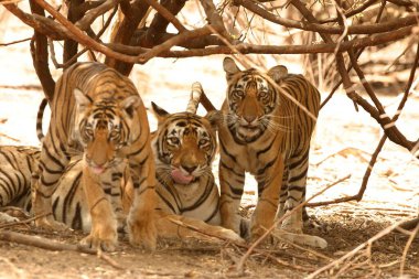 Guda Tigress ve bir yaşındaki yavruları Panthera Tigris, Ranthambore Tiger Reserve Ulusal Parkı, Rajasthan, Hindistan