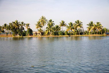 Backwaters, Alleppey, Kerala, Hindistan yakınlarındaki hindistan cevizi ağaçları