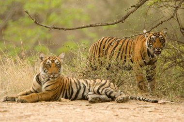 Kaplan Panthera Bengal Kaplanı Ranthambore Kaplan Koruma Ulusal Parkı, Rajasthan, Hindistan
