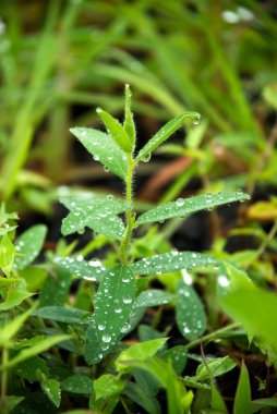 Dewdrops on small balsam plants, Malshej, Maharashtra, India  clipart