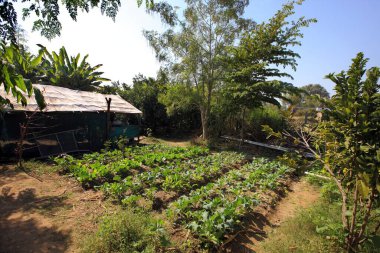 Nemawar Madhya Pradesh Hindistan 'da organik sebze ve meyve yetiştiriciliği 