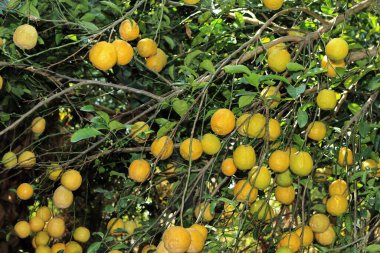 Portakallar Nemawar Madhya Pradesh Hindistan 'da organik tarım ile büyüdü.