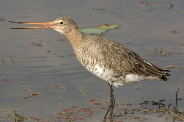 Kuş, Kara _ kuyruklu Godwit Limosa, Ranthambore Tiger Reserve Ulusal Parkı, Rajasthan, Hindistan