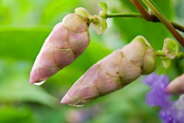 Dewdrops on karvi flower buds Common Conehead Carvia callosa clipart