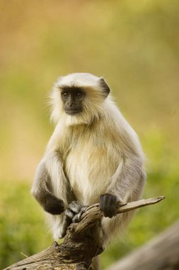 Langur presbytis entellus, Ranthambore Ulusal Parkı, Rajasthan, Hindistan