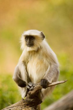 Common Langur Presbytis entellus , Ranthambore National Park , Rajasthan , India clipart