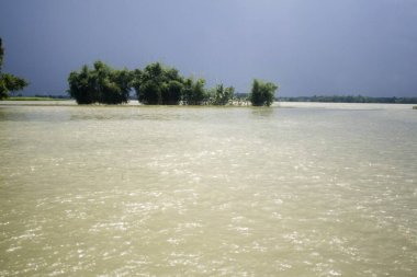 Bihar 2008 yılında Hindistan 'ın Bihar ilçesinde Kosi Nehri' nin sularındaki ağaçlar