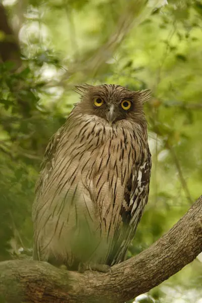 stock image Bird , Brown Fish_Owl Ketupa zeylonensis sitting on tree , Corbett Tiger Reserve , Uttaranchal , India