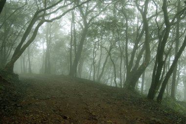 Matheran, Thane semti, Maharashtra, Hindistan ve Asya 'daki Yoğun Orman Ağaçları Manzarası' nda puslu bir sabah. 
