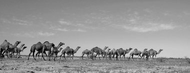 Camel sürüsü, Kutch, Gujarat, Hindistan 