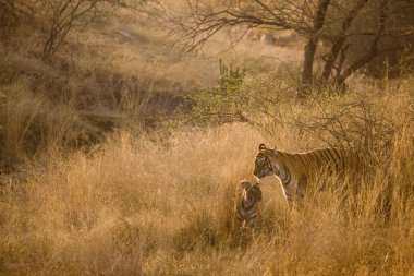 Kaplan ve Panthera Tigris Bengal kaplanı Ranthambore Tiger rezerv ulusal parkının kuru otlaklarında, Rajasthan, Hindistan