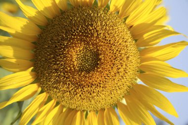 Sarı ve altın tohumu çiçeği ya da Ayçiçeği Helianthus annuus tarlası