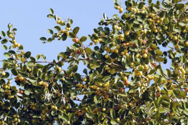 Doğada Guava ağacı, Hindistan, Asya