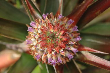 Fruits, English Name Pineapple, Ananas comosus L Merr Family Bromeliaceae, Young Aneapple with flower