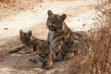 Ranthambore Ulusal Parkı, Rajasthan, Hindistan 'da Yavrularıyla Kaplan