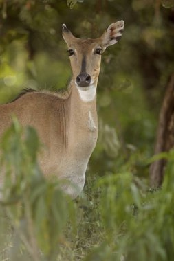 Female Nilgai Boselaphus tragocamelus, Ranthambore National Park , Rajasthan , India clipart