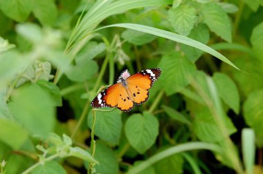 Böcek, Kelebek, Düz Kaplan Danaus Krippus, Gujarat, Hindistan 