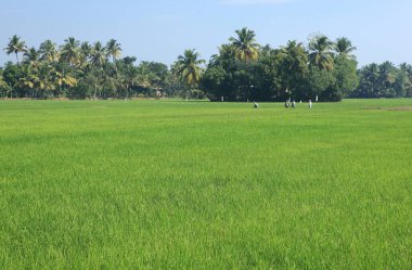 yemyeşil çeltik tarlaları, Kumarakom, Kottayam bölgesi, Kerala, Hindistan