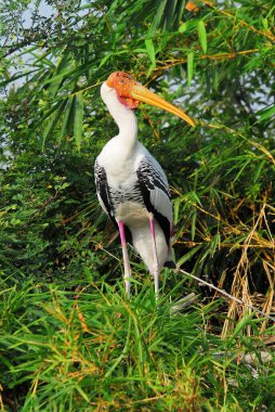 Bird Painted Stork Mycteria leucocephala on tree clipart