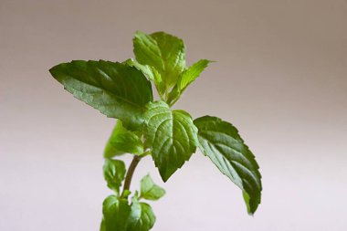 Vahşi bitki, Tulsi, Kutsal fesleğen bitkisi. Bağlılık ve Sevgi Bitkisi, Sekizinci Tapınak 