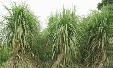 Saharpur bölgesindeki şeker kamışı tarlası, Uttar Pradesh, Hindistan 