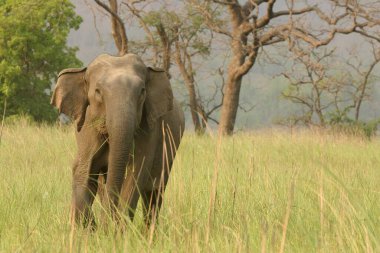 Asiatic Elephant Elephas maximus , Corbett Tiger Reserve , Uttaranchal , India clipart