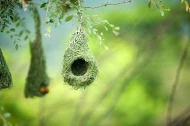 Çok dokumacı kuş yuvası Hindistan 'da vahşi yaşam