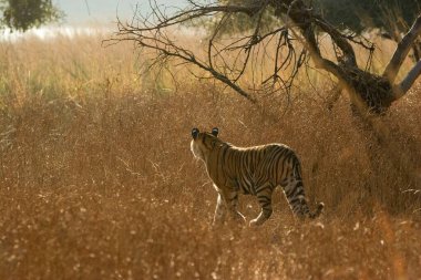 Tiger Panthera Dicle Ranthambore Ulusal Parkı, Rajasthan, Hindistan 'da av arıyor.