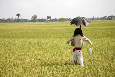 Korkuluk çeltik tarlasında, Tamil Nadu, Hindistan