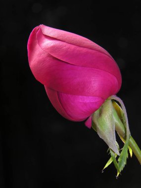 Bulanık arkaplanda kırmızı gül tomurcukları 