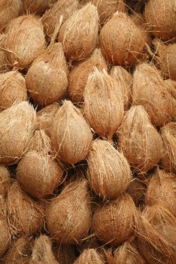 Bir yığın soyulmuş hindistan cevizi Cocos nucifera