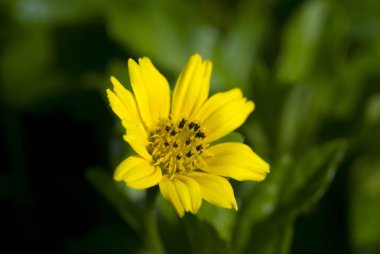Sarı papatya tekli wedelia trilobata, Sphagneticola trilobata 